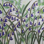 Ferns and bluebells