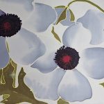 White anenome