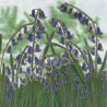 Ferns and bluebells bamboo print